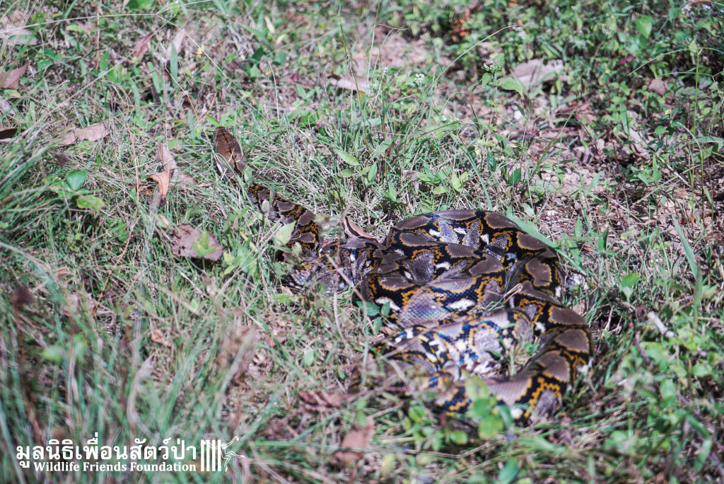 Reticulated Python 110116 990