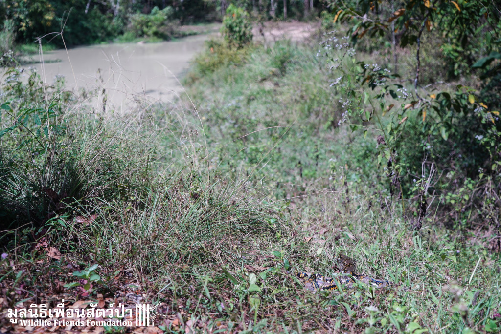 Reticulated Python 110116 993