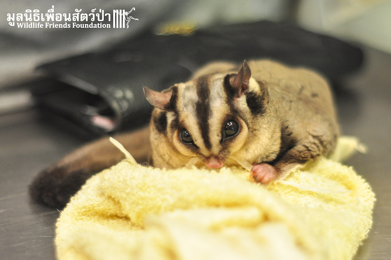 Sugar glider rescue 160116 740