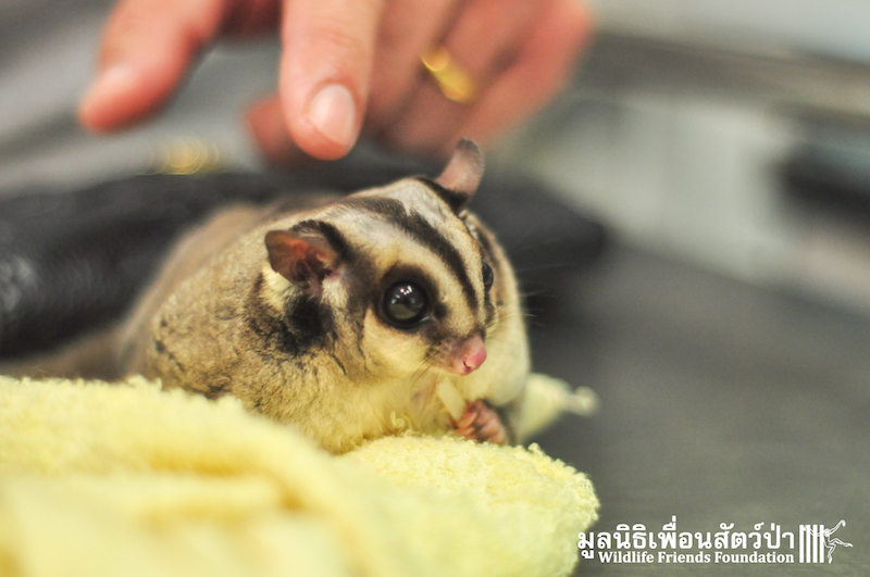 Sugar glider rescue 160116 749