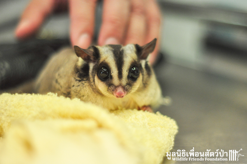 Sugar glider rescue 160116 750