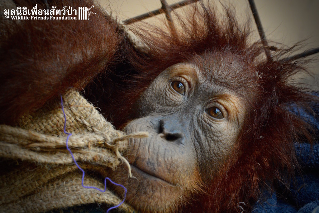 Infant Orangutan Found In Box Outside WFFT
