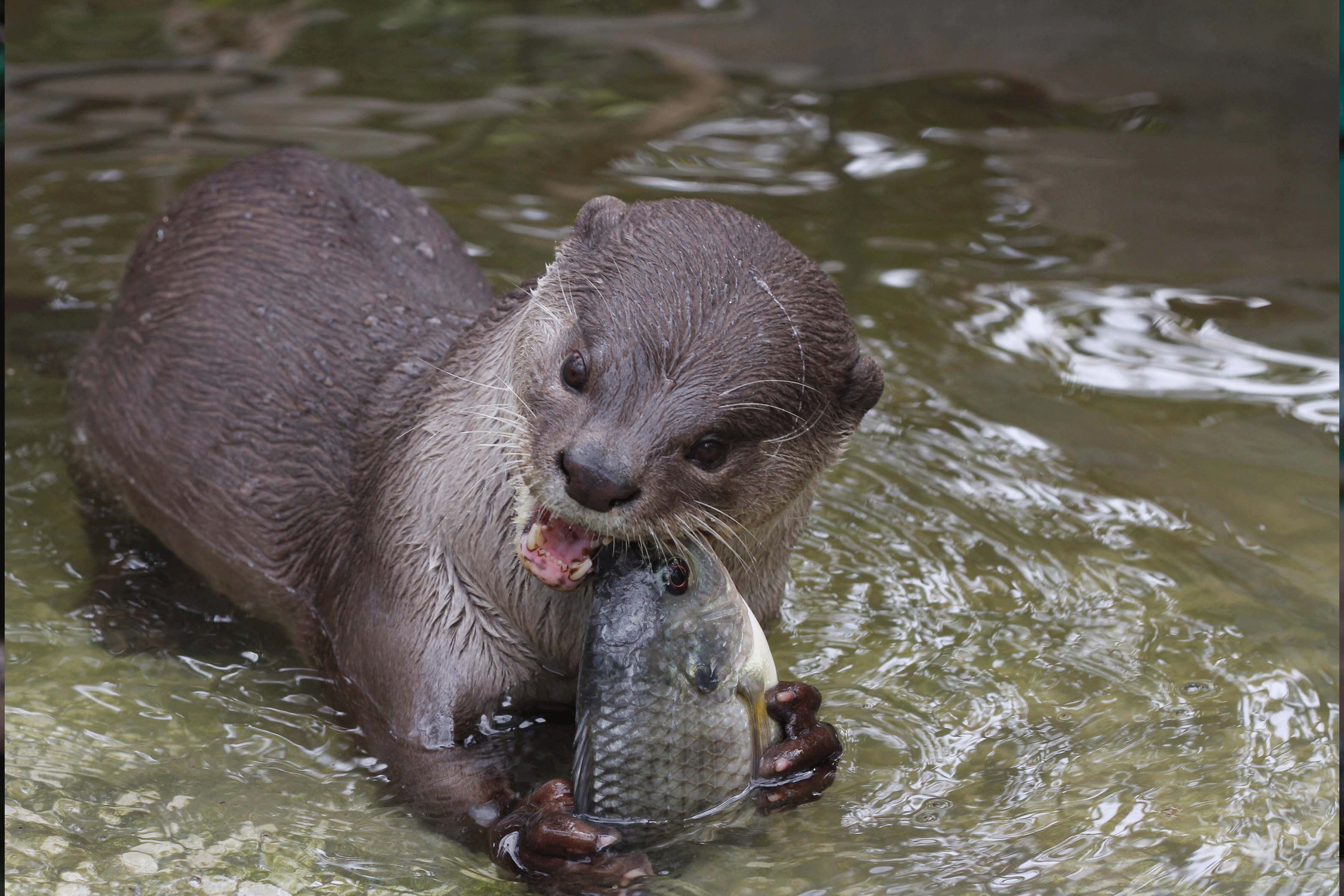 Smooth-Coated Otter eating