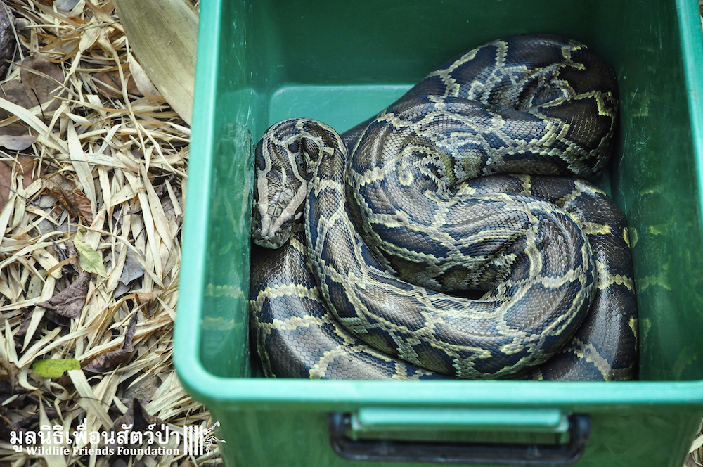 Burmese Python Returns to the Forest - Wildlife Friends Foundation Thailand