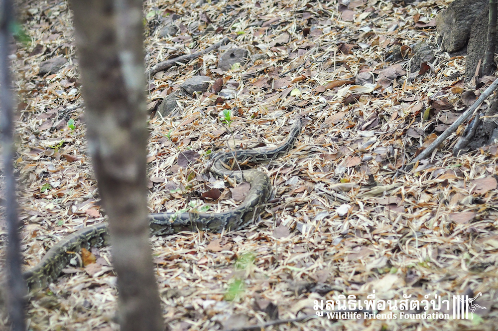 Burmese Python Returns to the Forest - Wildlife Friends Foundation Thailand