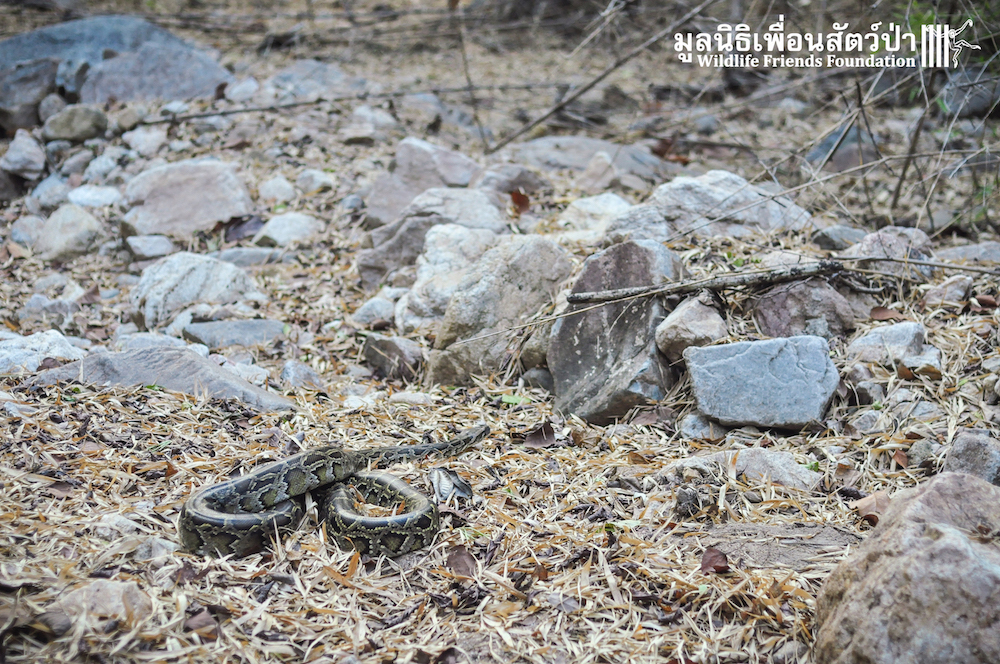 Release Burmese python 280116 3