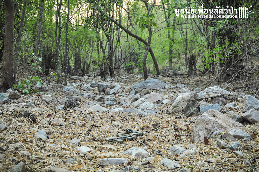 Release Burmese python 280116 985