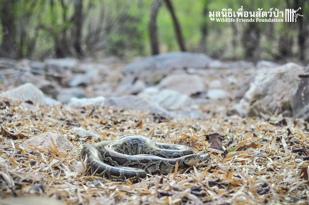 Burmese Python Returns to the Forest - Wildlife Friends Foundation Thailand