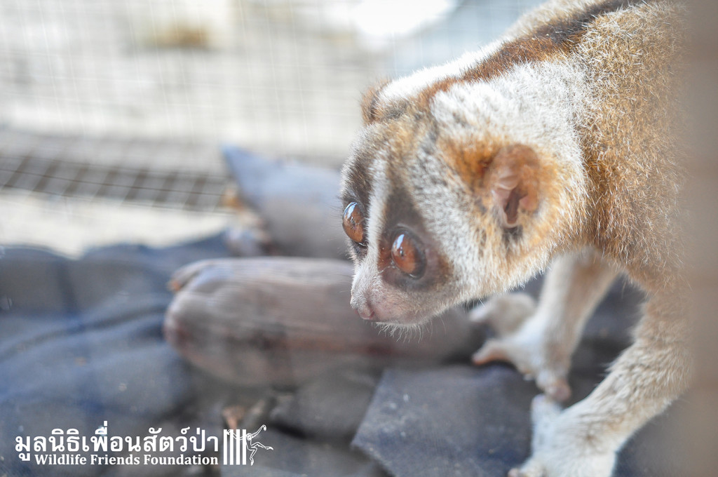 Loris rescue Yod 180316 981