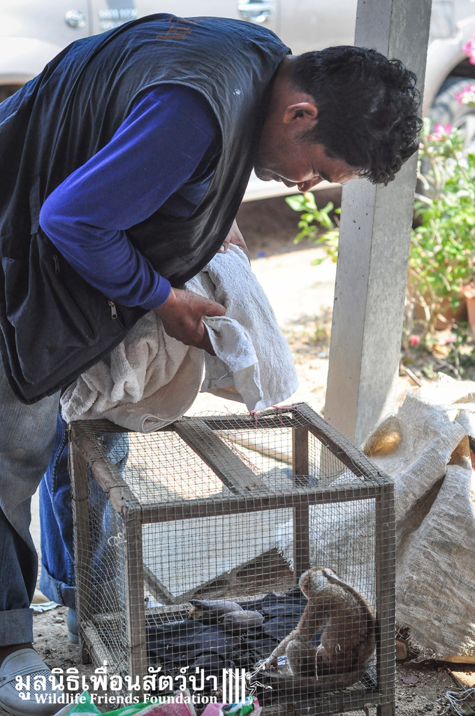 Loris rescue Yod 180316 984