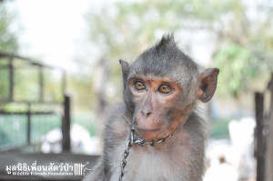 Macaque rescue Jack 080316 3343