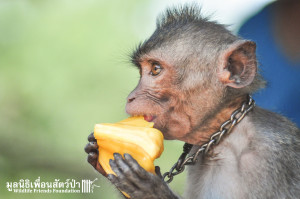 Macaque rescue Jack 080316 3979