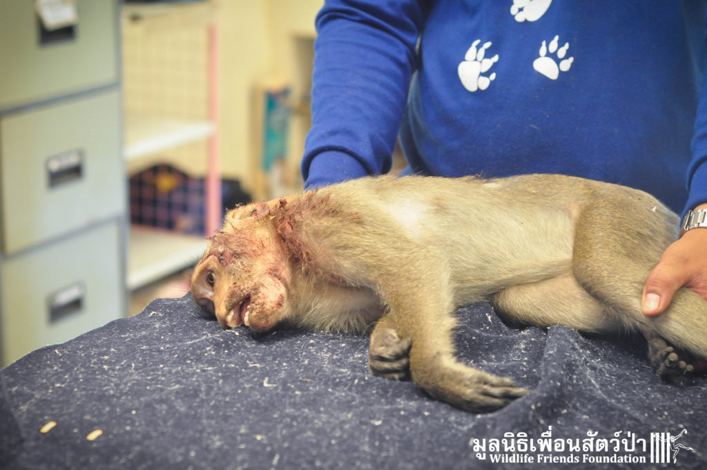 Macaque rescue Hited by car_KaoWang 200416 03 sm