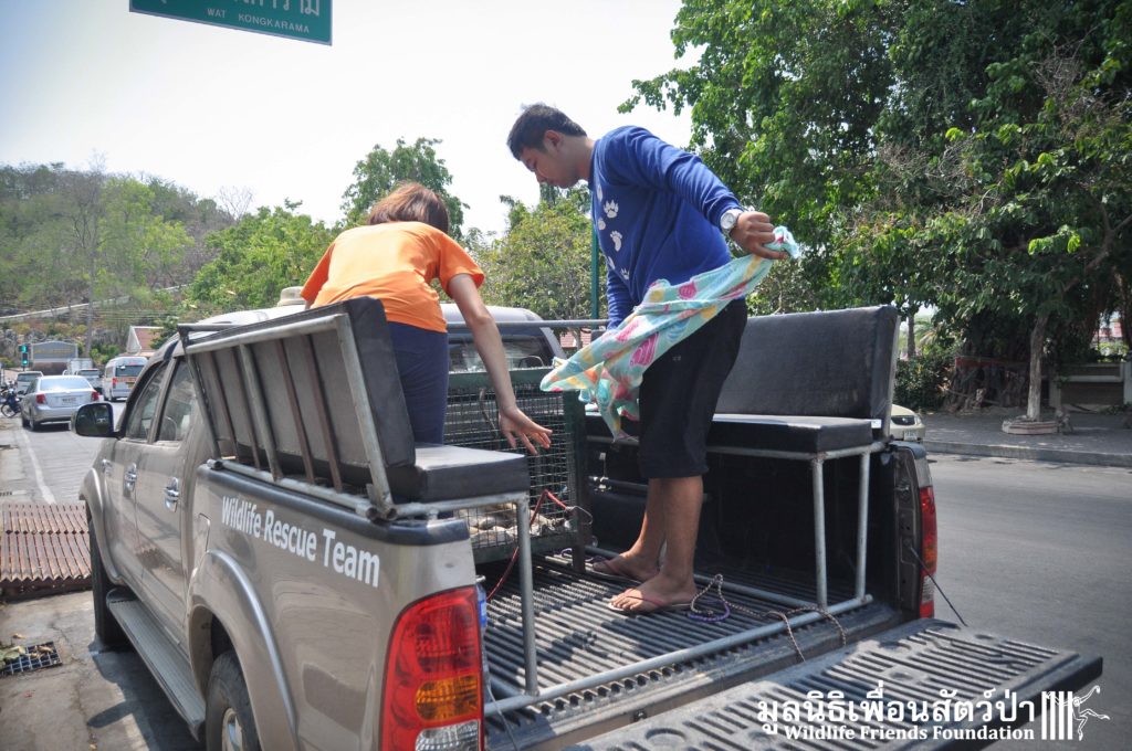 Macaque rescue Hited by car_KaoWang 200416 06 sm