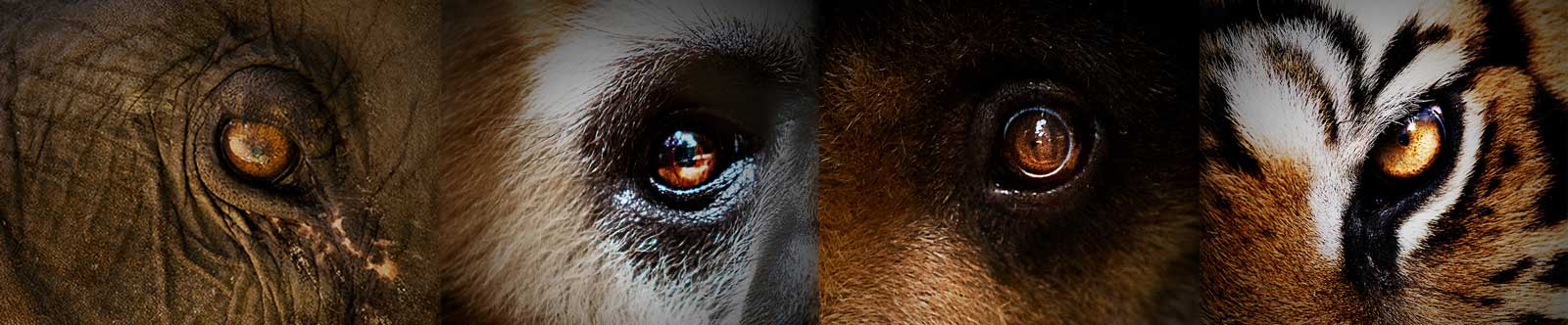 Wildlife Friends Foundation Thailand