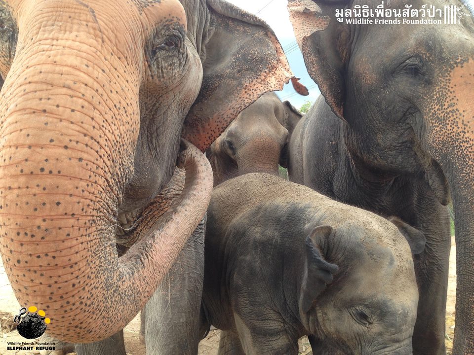 13892389_617778395069706_9116372916934356624_n