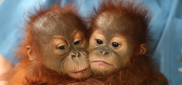 Image result for baby orangutans