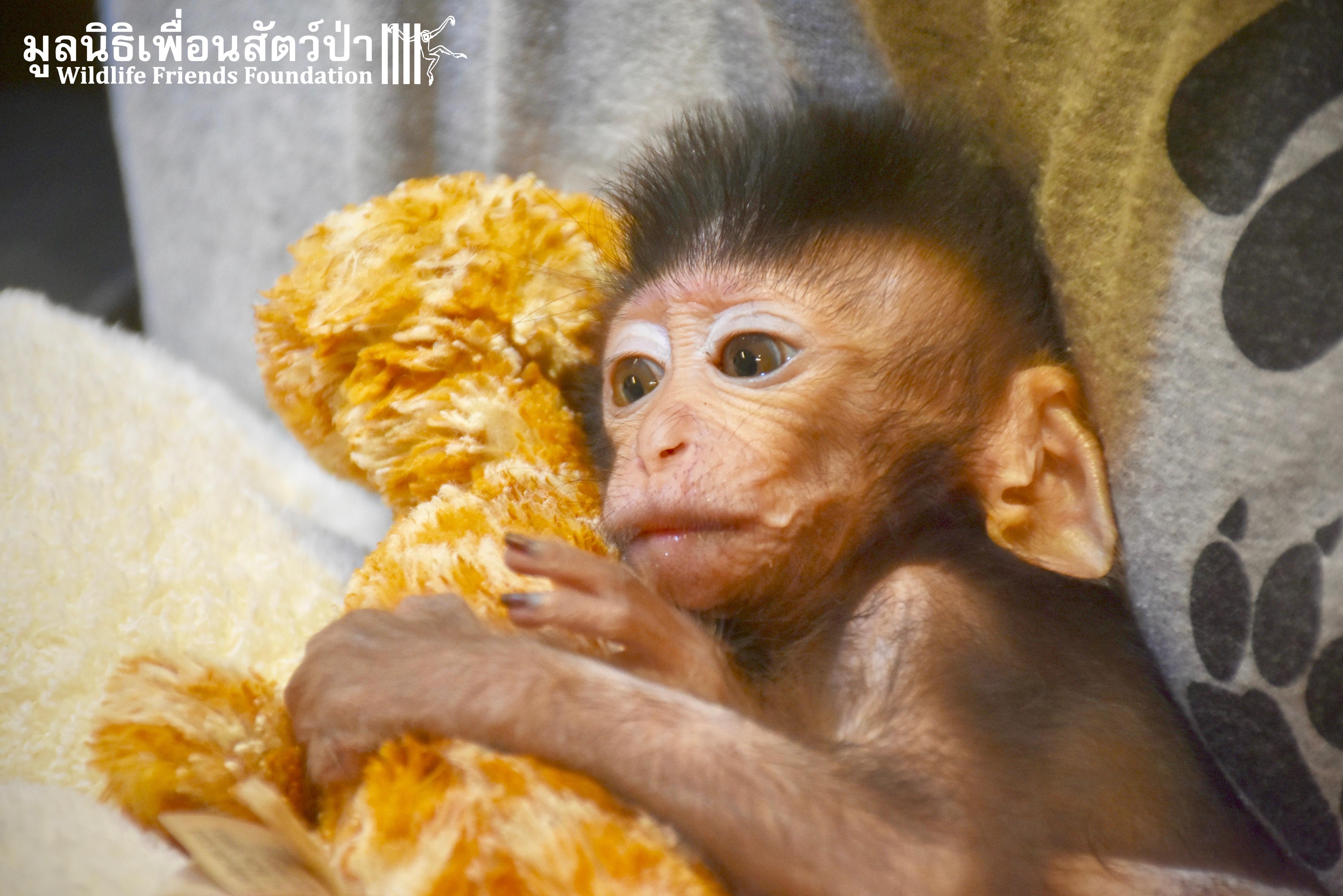Продажа обезьян. Маленькие обезьянки. Маленькая обезьяна. Маленькая обезьянка мартышка. Обезьяна с малышом.