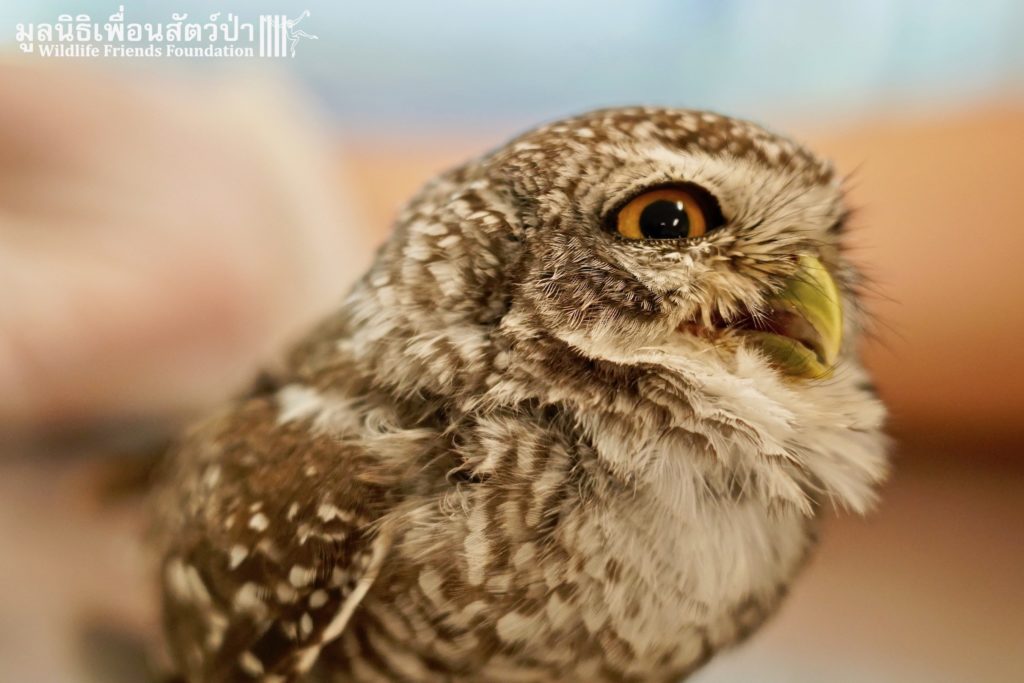 Releasing Owlet Cuties
