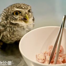 Releasing Owlet Cuties