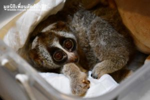 Slow Loris