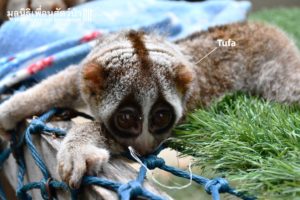Slow Loris