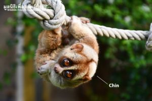 Slow Loris