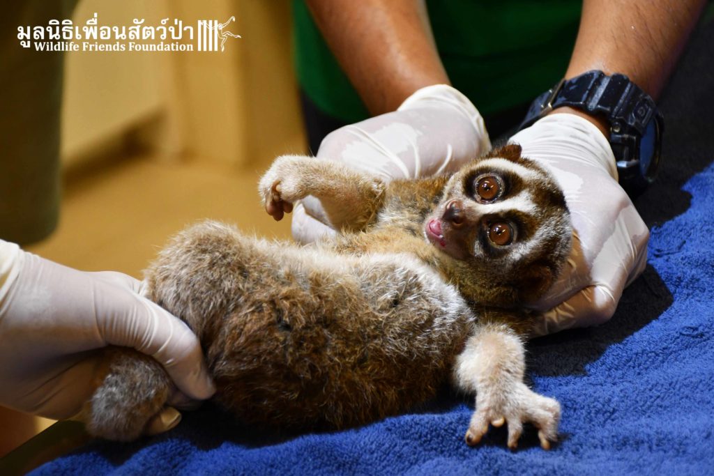 Slow loris