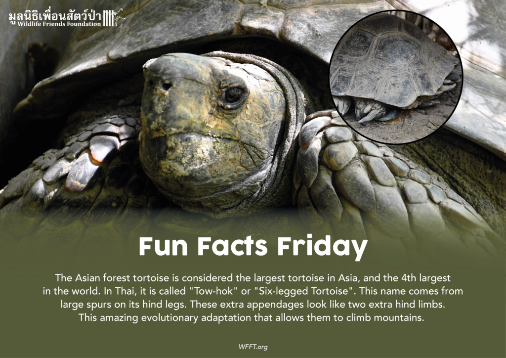 Fun Facts Friday