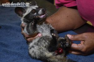 civet