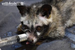 civet