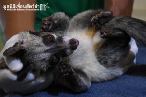 civet