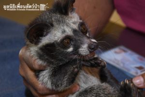 civet