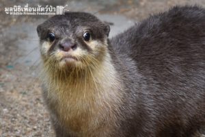 Otter