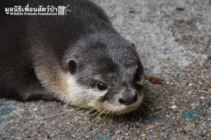 Otter