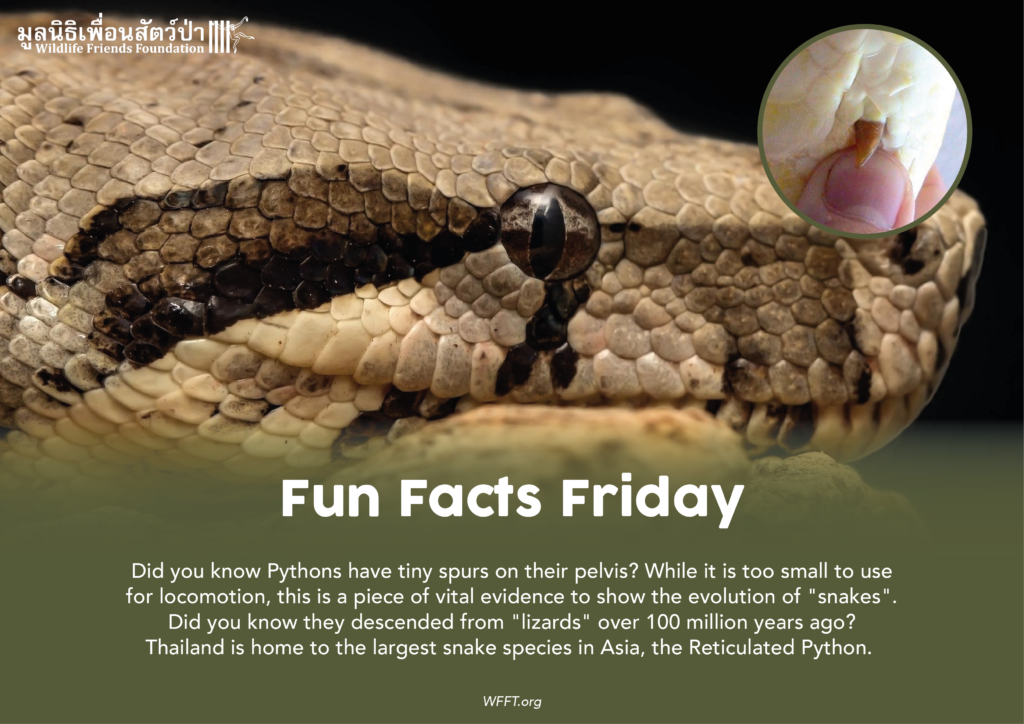 Fun Facts Friday