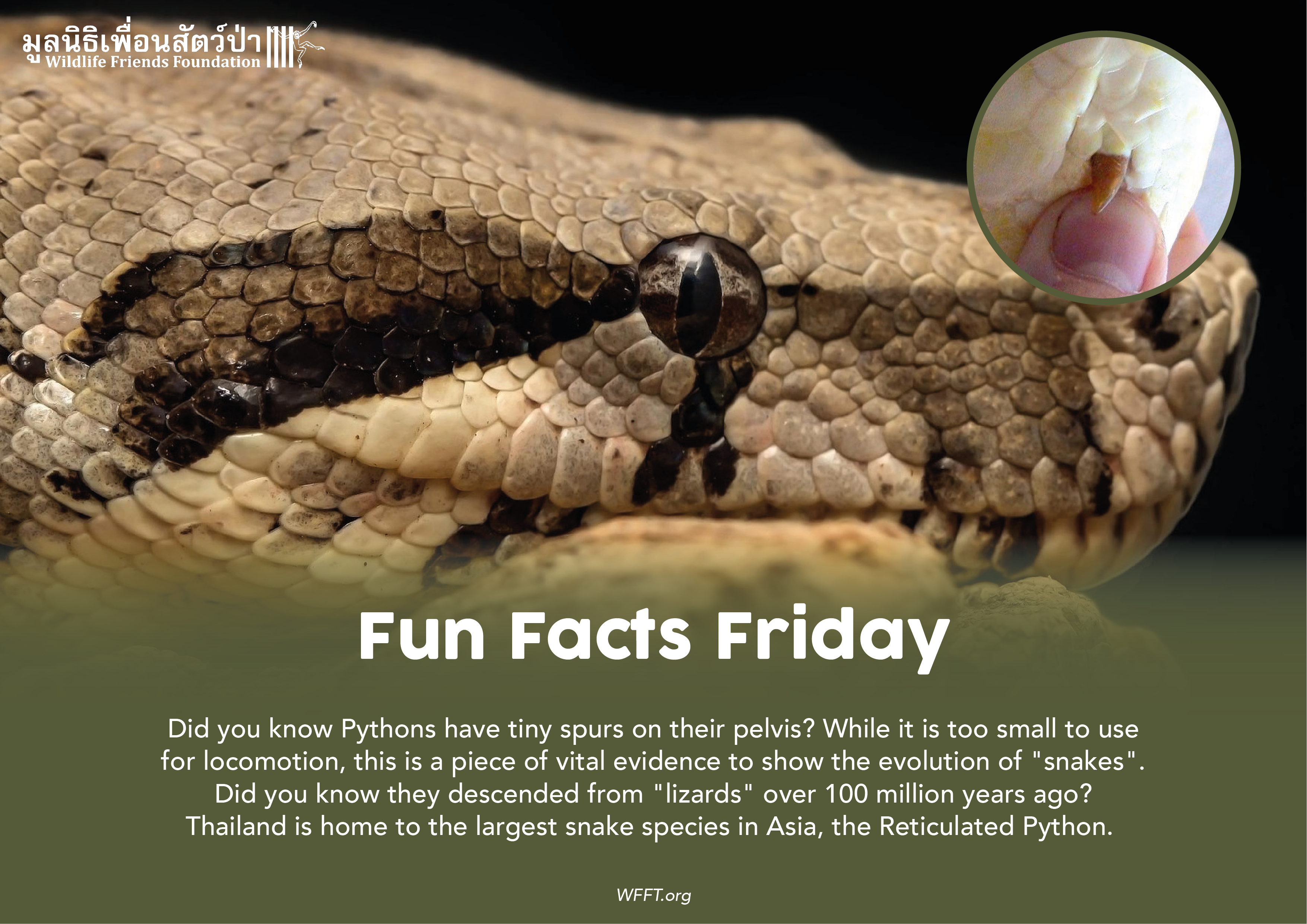 Fun Facts Friday