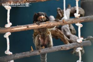 Marmoset