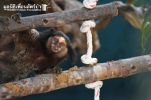 Marmoset