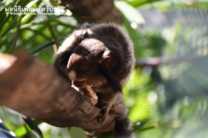 Marmoset