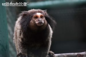 Marmoset