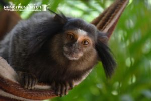Marmoset