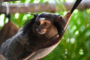 Marmoset