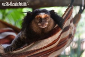 Marmoset