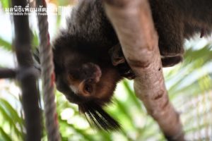 Marmoset