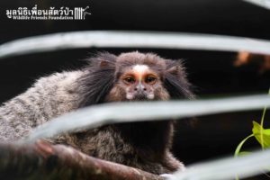 Marmoset