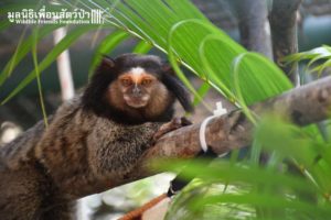 Marmoset