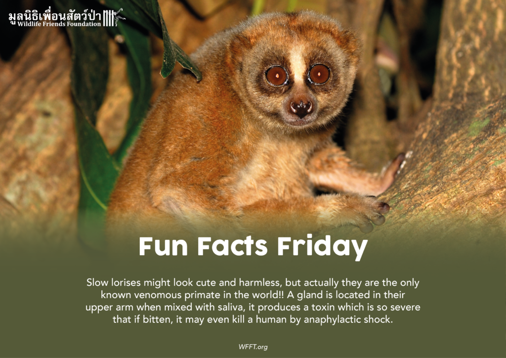 Fun Facts Friday