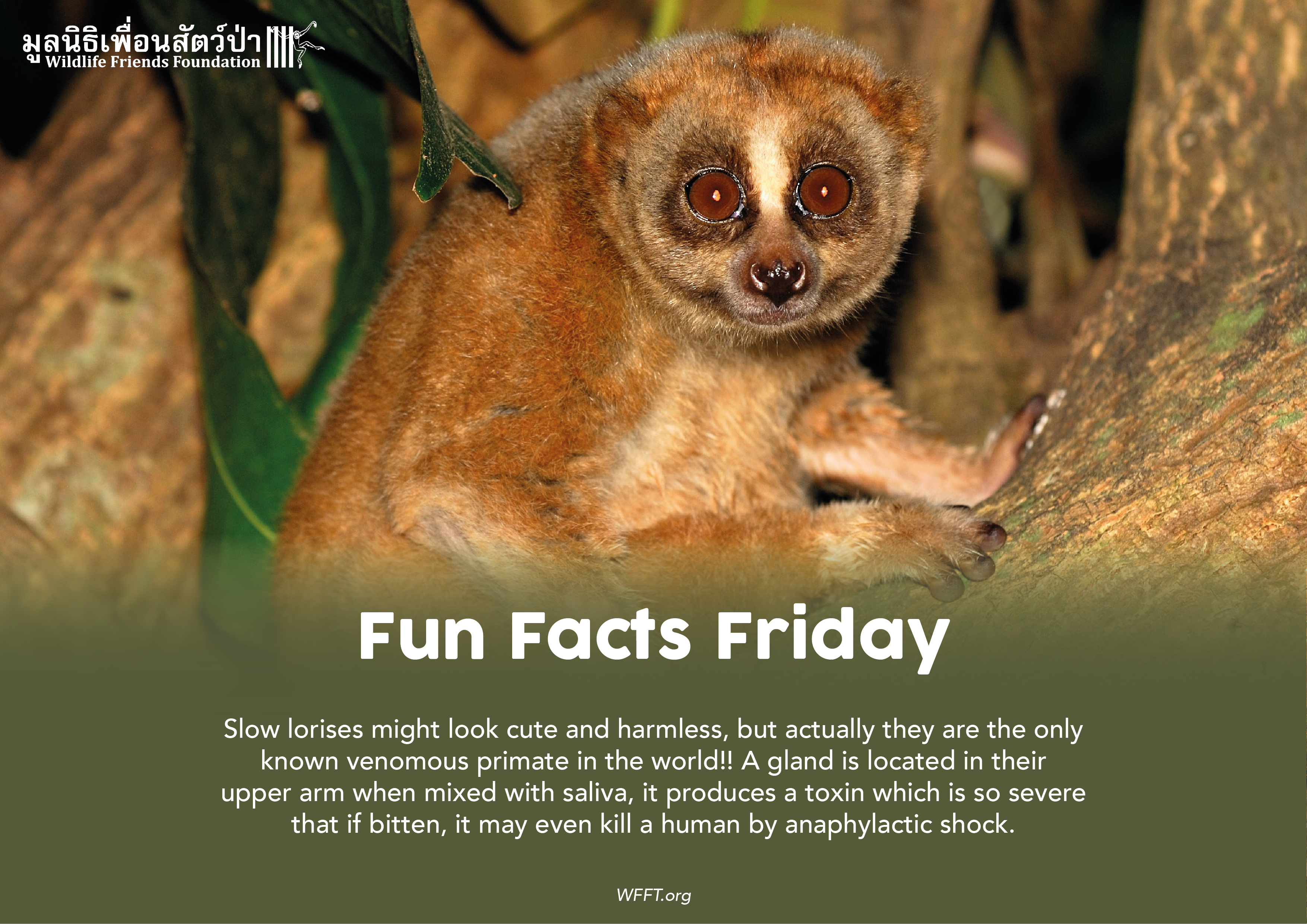 Fun Facts Friday