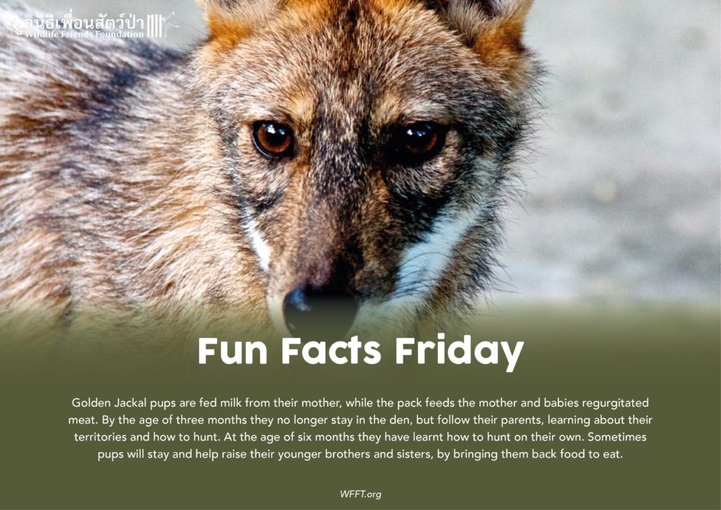 Fun Facts Friday